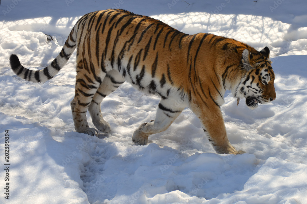 Obraz premium Tiger