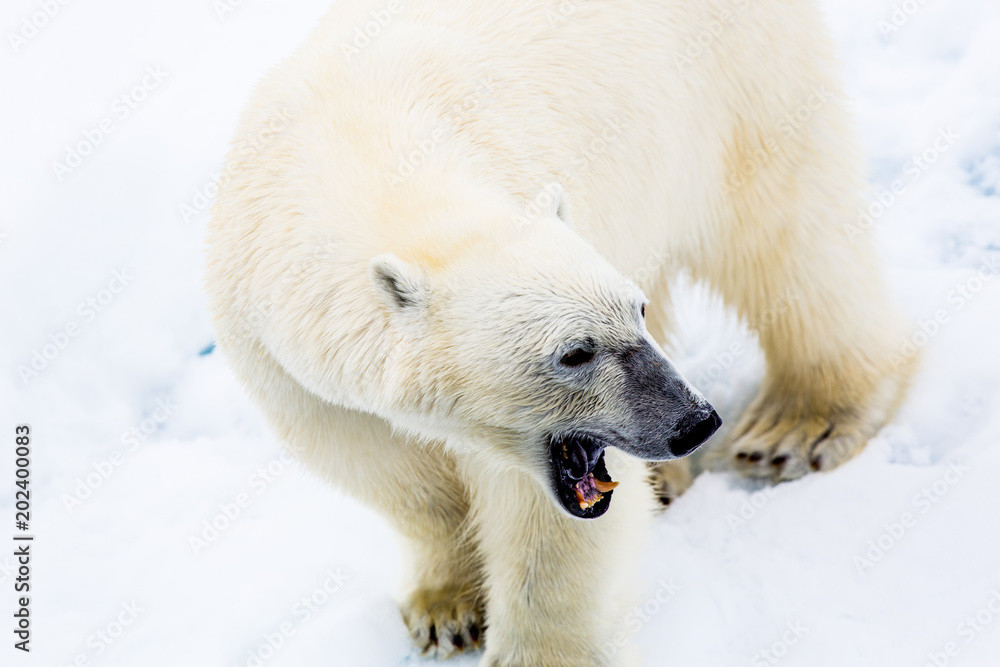Eisbär, Spitzbergen, Norwegen, Packeis, Nordpol, Wasser, Eisberg Eisbär, Spitzbergen, Norwegen, Packeis, Nordpol, Wasser, Eisberg
