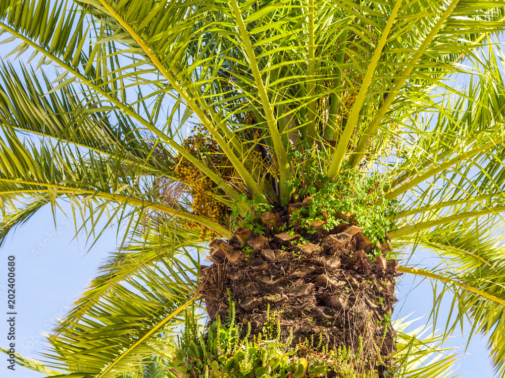 Palm tree in Algarve region, Portugal