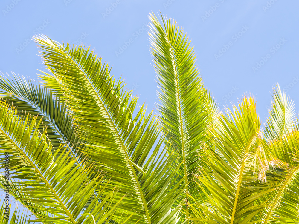 Palm tree in Algarve region, Portugal