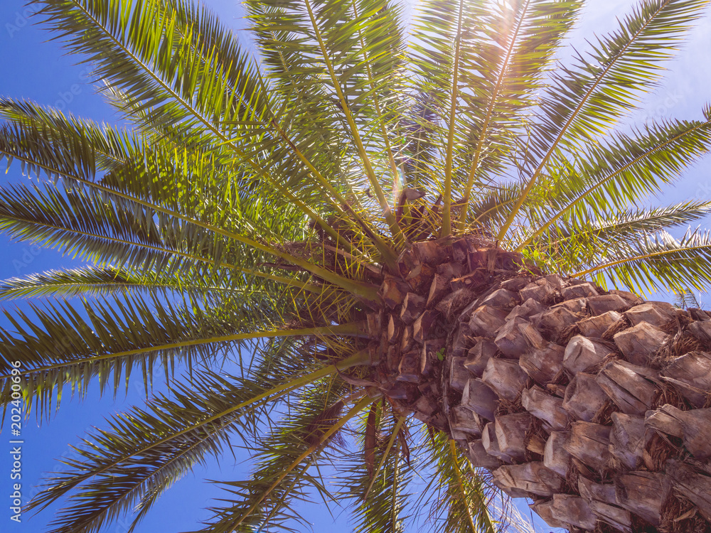 Palm tree in Algarve region, Portugal