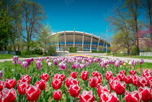 Group of colorful blooming tulip in Varna sea garden and popular city landmark as background