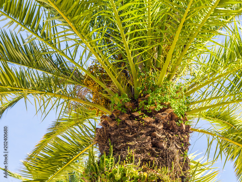 Obraz na płótnie Palm tree in Algarve region, Portugal w salonie