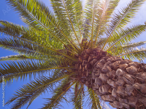 Obraz na płótnie Palm tree in Algarve region, Portugal w salonie