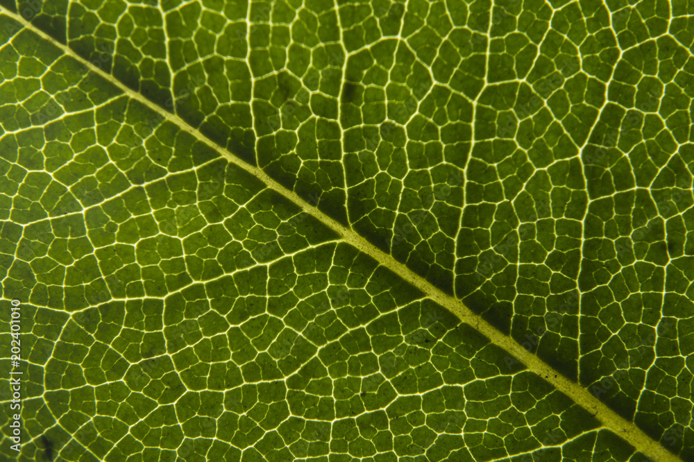 Leaf Leaf