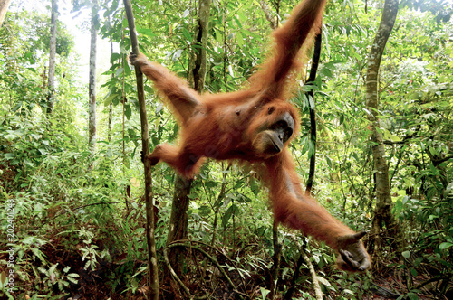 Orangutan 5