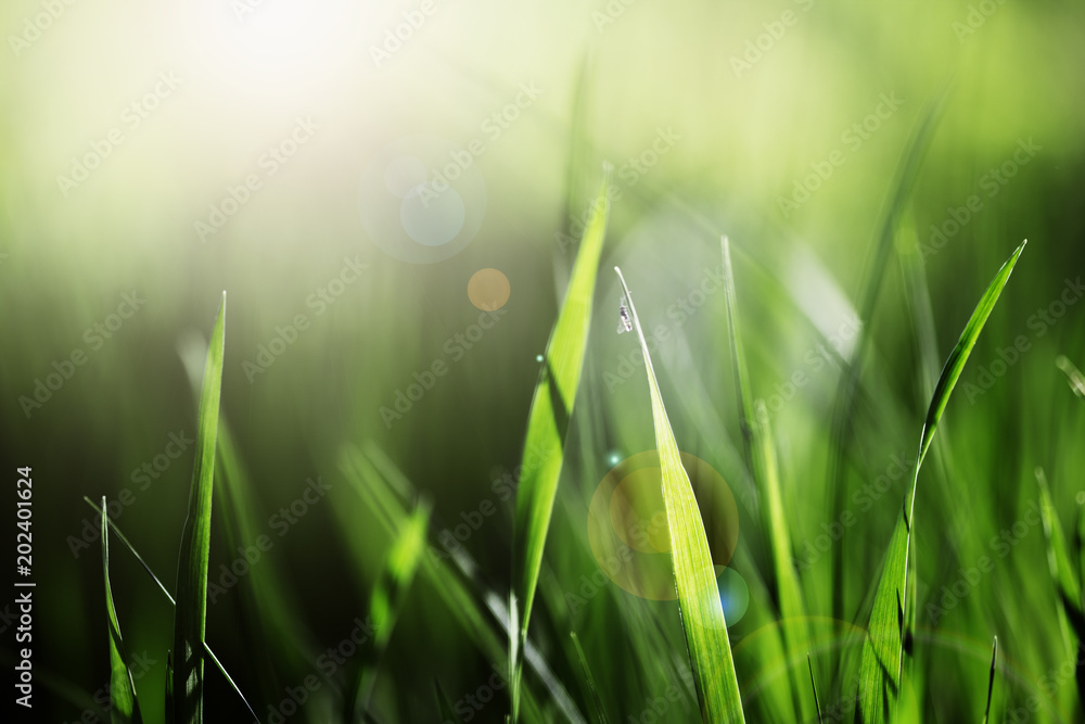 Fresh Green Grass in the Bright Summer Light - obrazy, fototapety, plakaty 