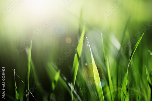 Fresh Green Grass in the Bright Summer Light