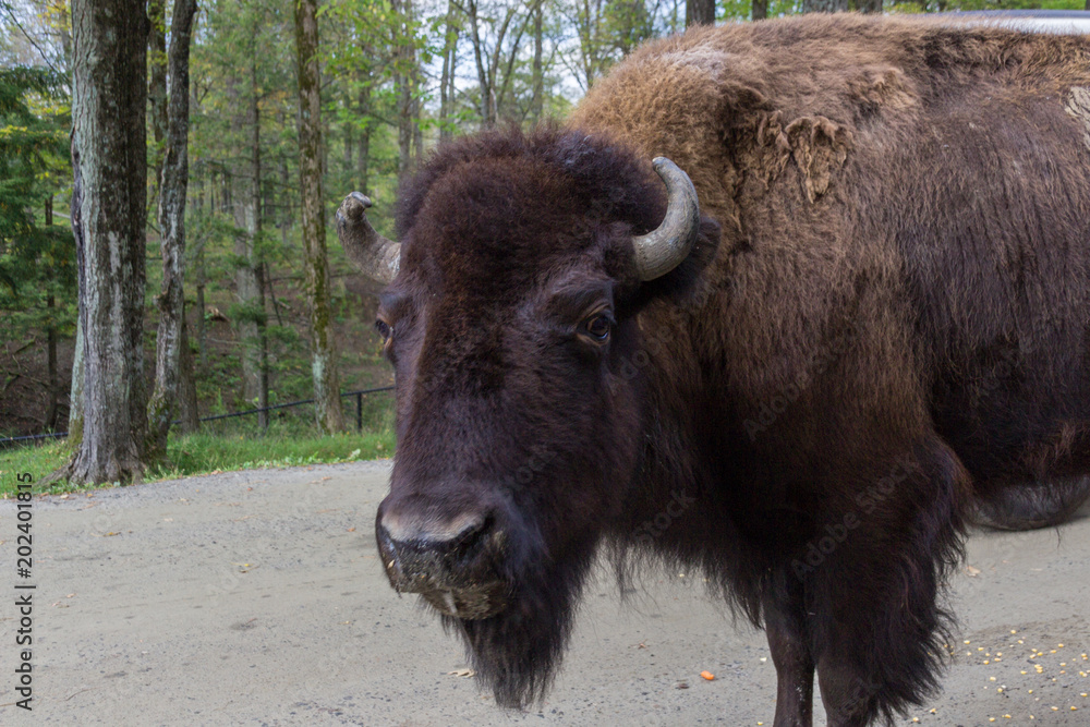 Buffalos in Parc Omega (Canada) Buffalos in Parc Omega (Canada)