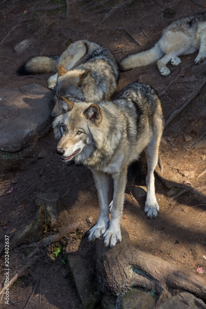 Fototapeta premium Wolfs in Parc Omega (Canada)