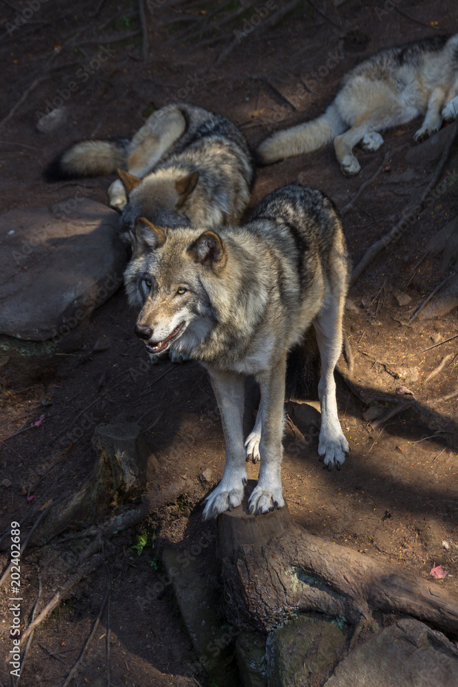 Wolfs in Parc Omega (Canada)