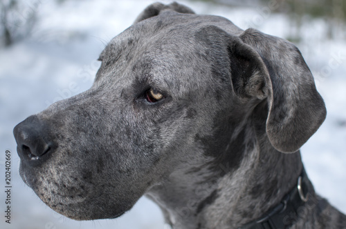 Grey Great Dane