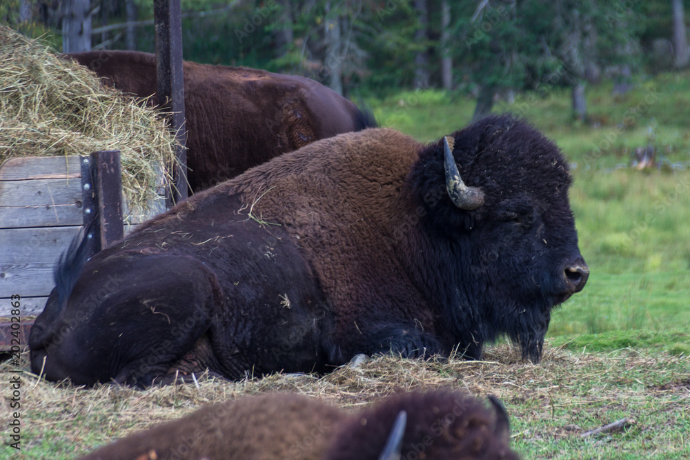 Buffalos in Parc Omega (Canada) Buffalos in Parc Omega (Canada)