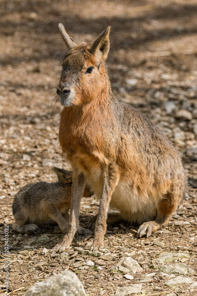 South American rodent mara with a youngling drinking milk South American rodent mara with a youngling drinking milk