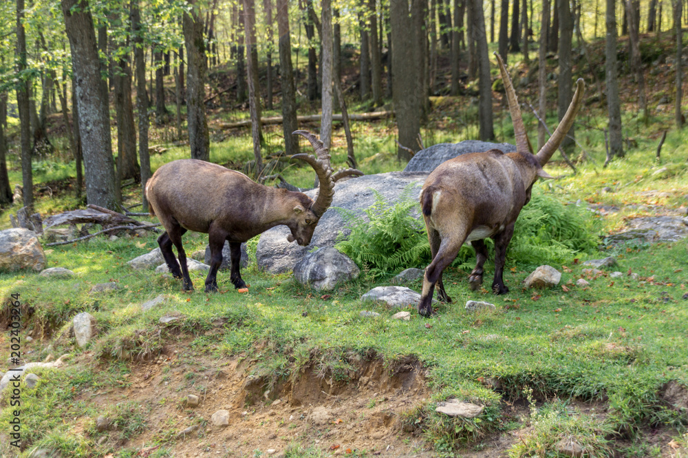 Fotografie Alpine Ibex in Parc Omega (Canada)