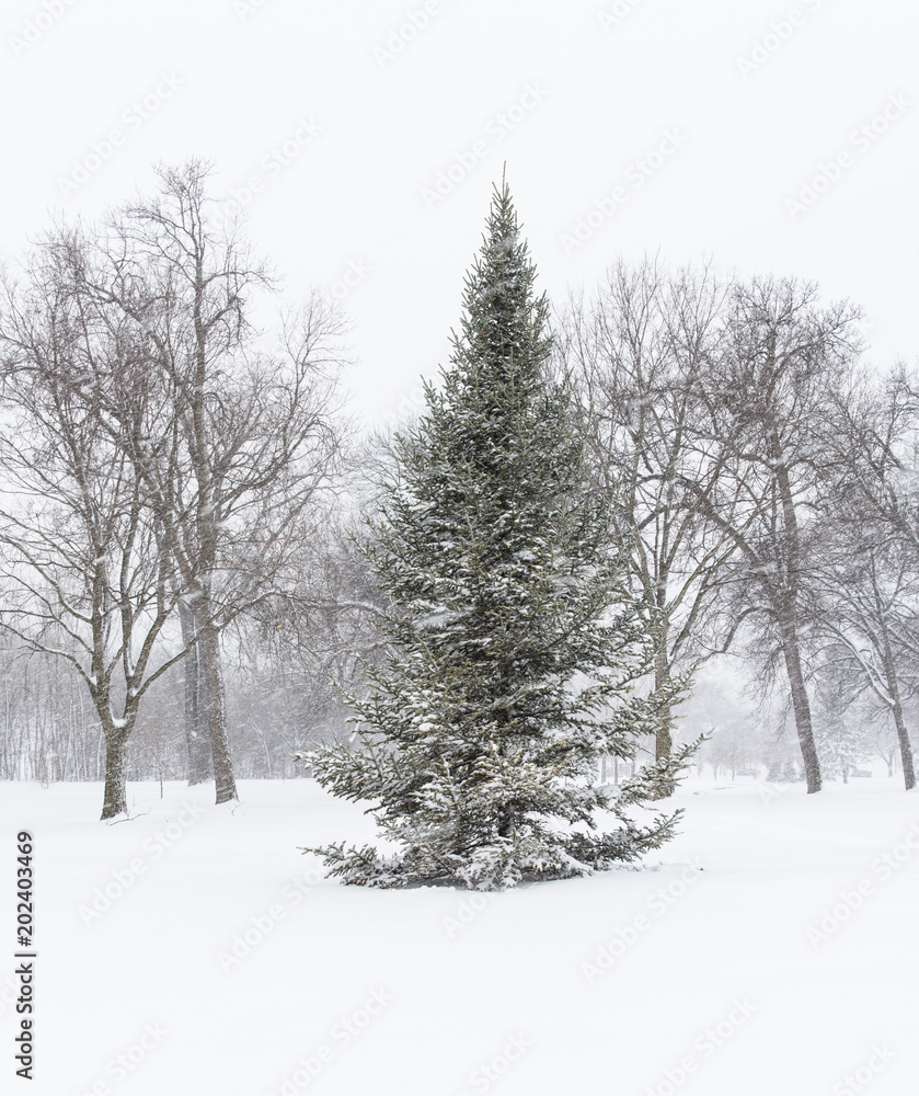 Fototapeta premium Field of large trees with snow covered ground at park in snowstorm.