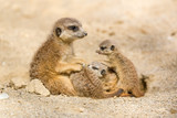 Suricate mother with her little baby cubs playing