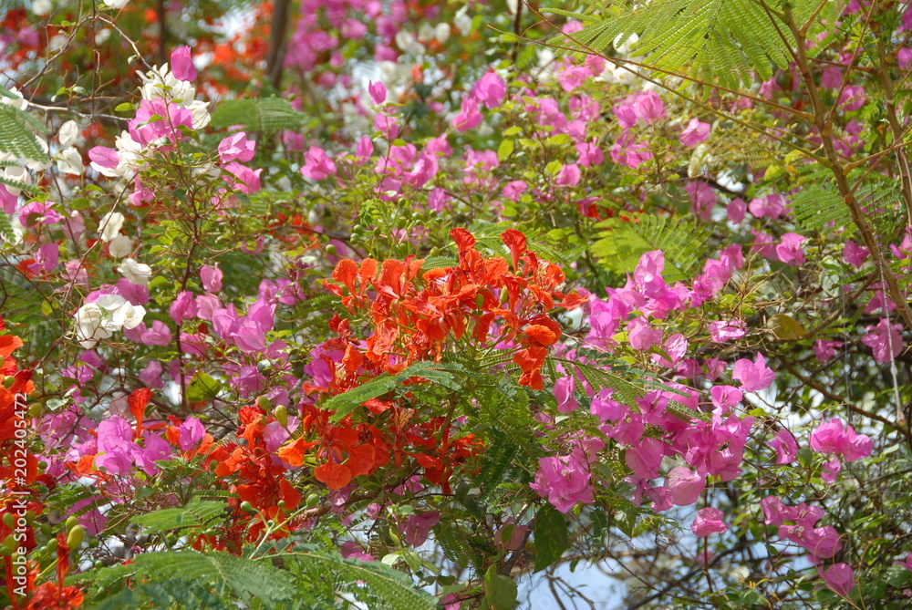 Bougainvilliers à fleurs roses et mauves, Rajasthan, Inde