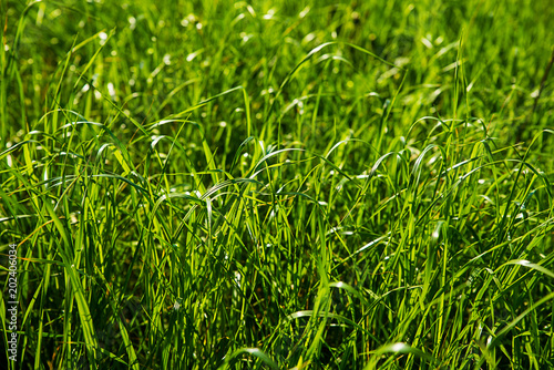 Fresh grass in the spring