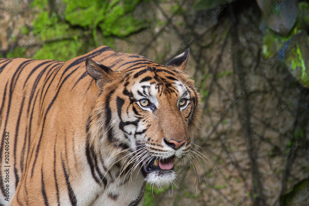 Tiger, tiger, wild, feral, the face of the tiger.