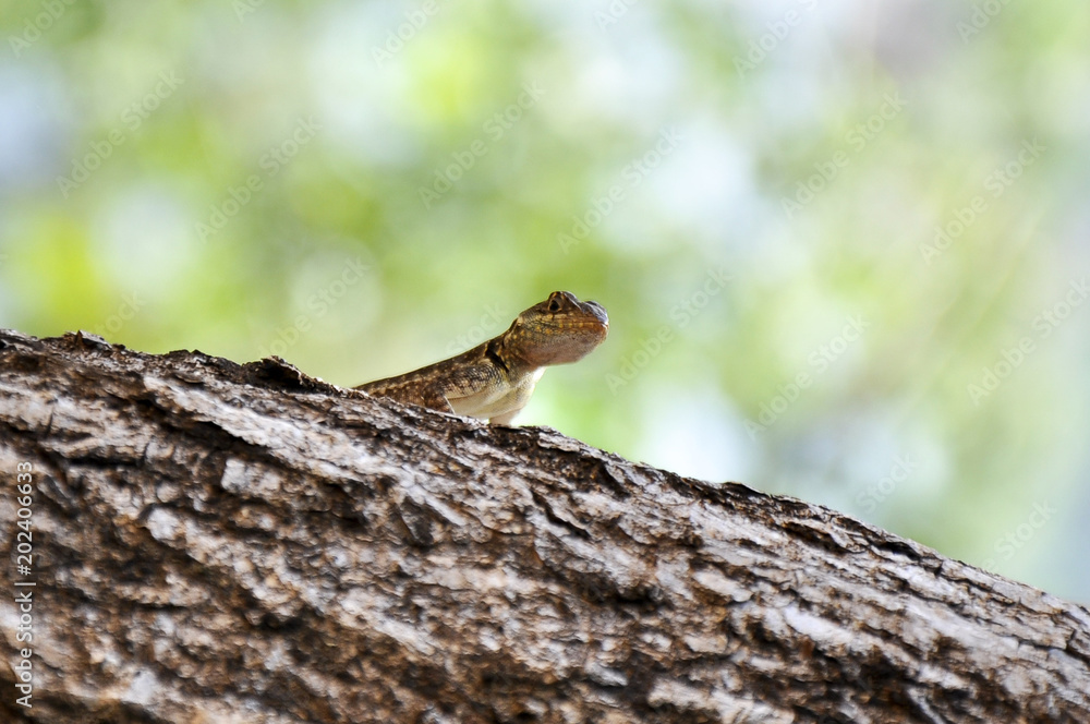 Little lizard Little lizard