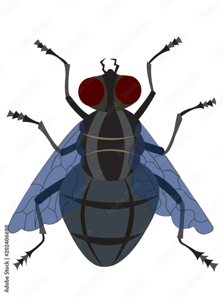Obraz na plátně A Housefly