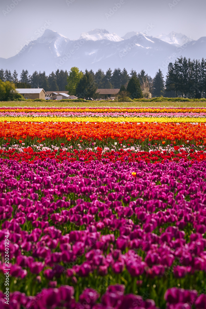 Colorful Tulips in the Field. Tranquil field of tulips in the Spring.


