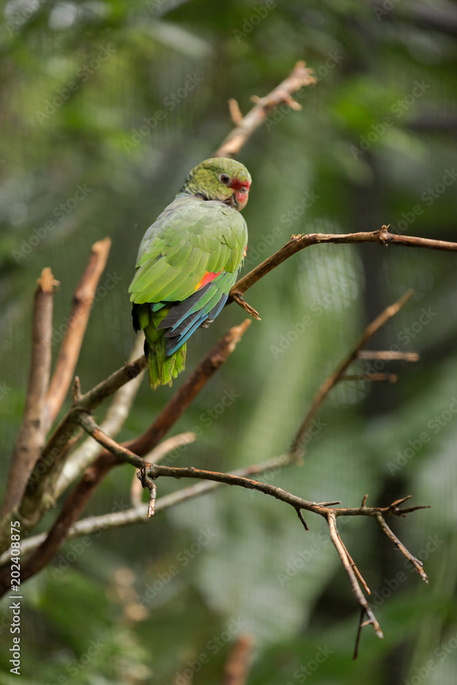 Fototapeta premium Brazilian Wildlife - Macaws