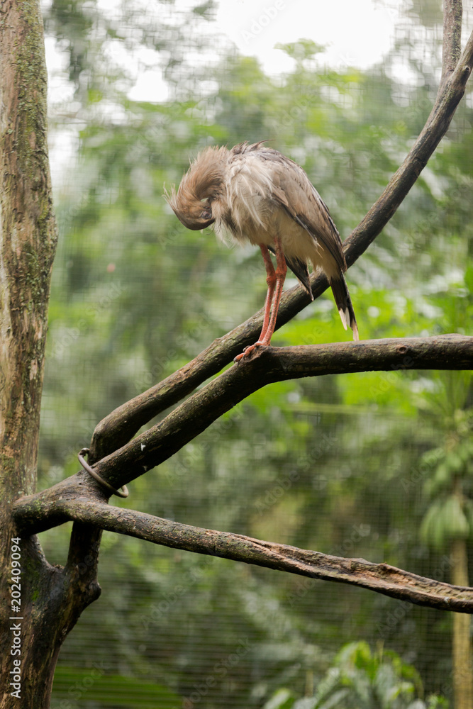 Brazilian Wildlife - Seriema