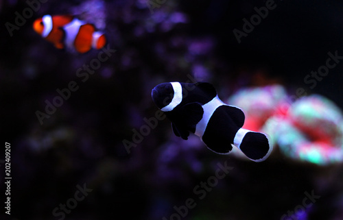 Black Ocellaris clownfish in aquarium