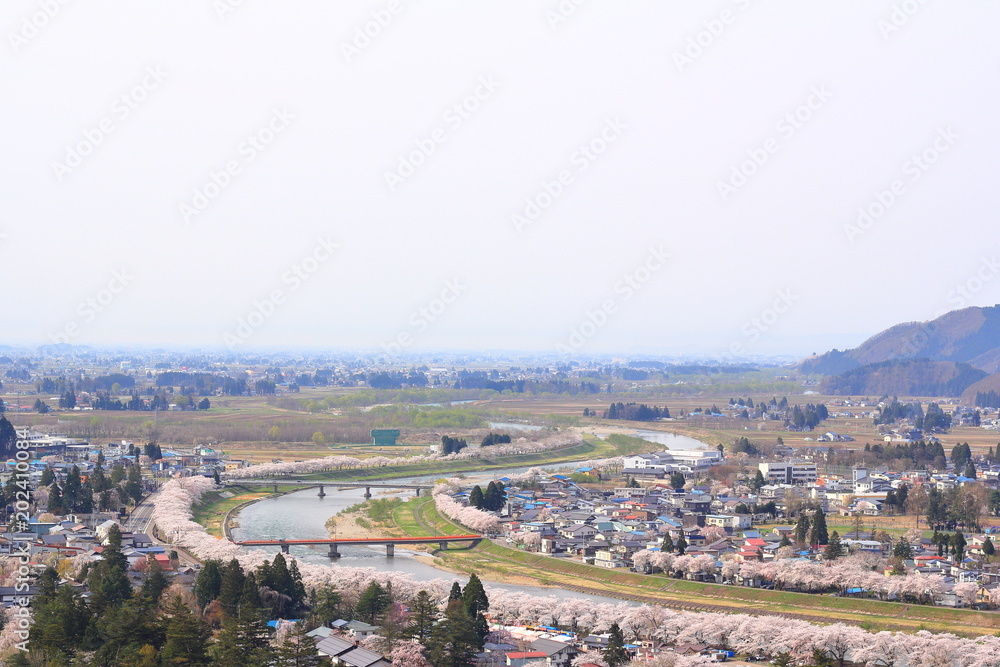 Fototapeta premium 角館 桜 満開 武家屋敷 桧木内川 桜並木