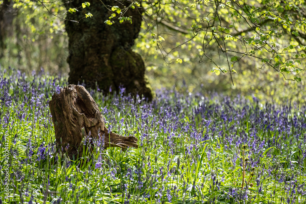 Carpet of bluebells at Beaconwood and the Winsel Carpet of bluebells at Beaconwood and the Winsel