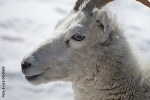 Dall Sheep