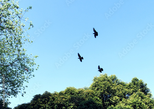 Birds flying in the blue sky © Rawpixel.com