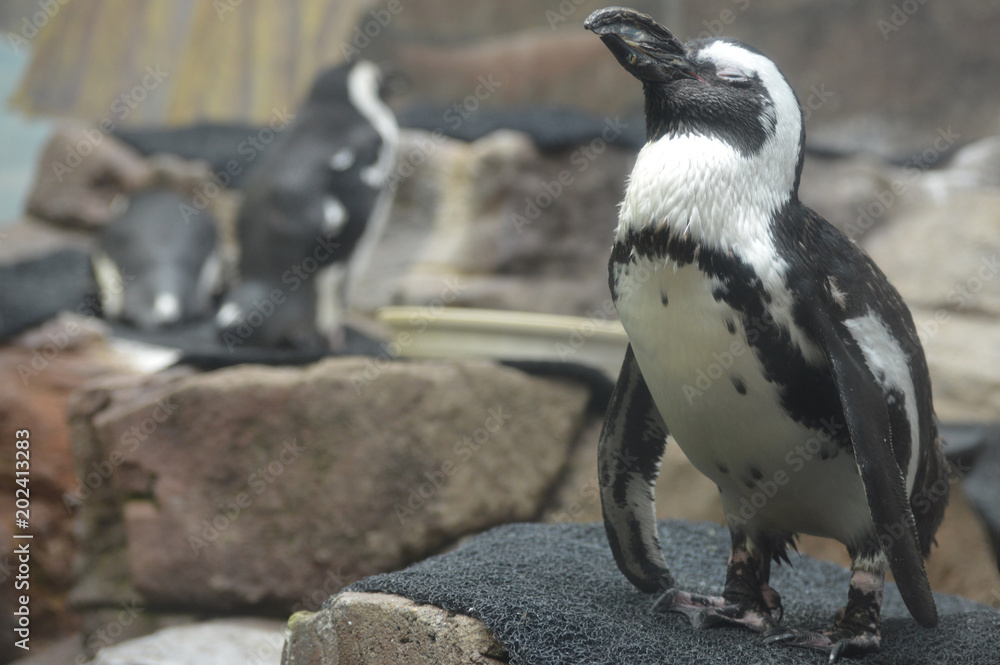 Fototapeta premium Penguin