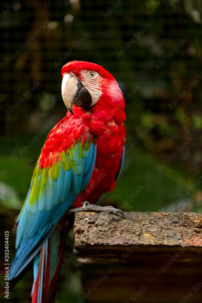 Brazilian Fauna - Macaws