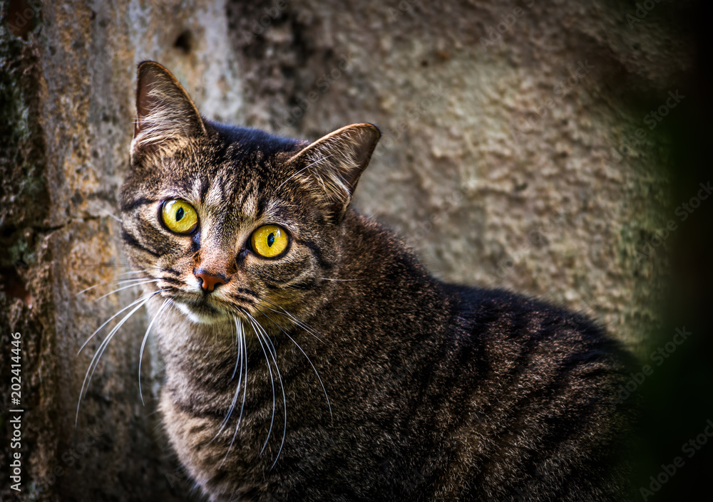 um porta retrato de um gato com grandes olhos amarelos. Um rosto de um gato em close, com olhos amarelos. animais domésticos. Olhos amarelos grandes. Felinos domésticos.