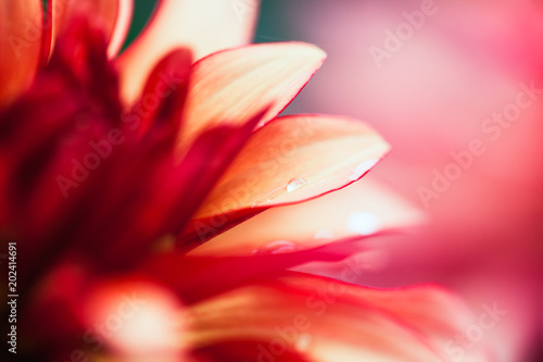 Pink Flower Macro