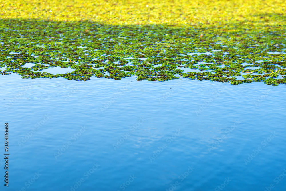 Natural green Azolla background,Mosquito ferns, an aquatic ferns or water algae on Blue sky water reflection Texture. Natural green Azolla background,Mosquito ferns, an aquatic ferns or water algae on Blue sky water reflection Texture.