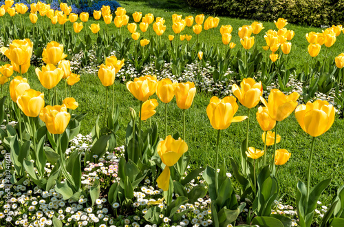 Yellow tulips in spring time  natural background.