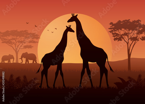 Silhouette  of giraffe and elephant at savanah 