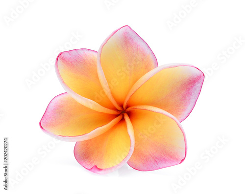 frangipani tropical flower, plumeria, Lanthom, Leelawadee flower isolated white background, 6 petals