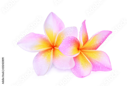 pink frangipani  plumeria  flower isolated on white background