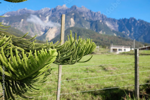 Close up of pine tree leaves with intentional blurry of Mount Kinabalu background