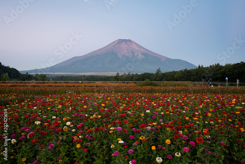 Mt. Fuji over Zinnia Flowers in Summer