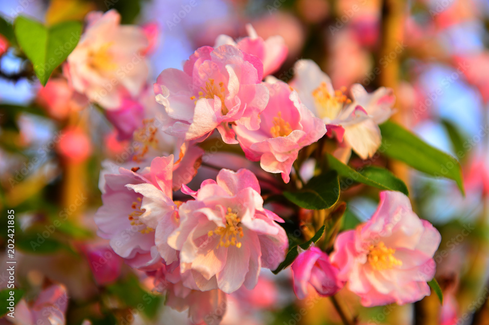 Chinese flowering crab-apple in spring Chinese flowering crab-apple in spring