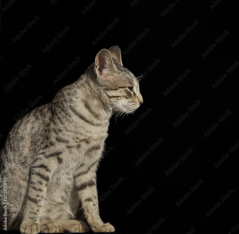 Indian Beautiful Domestic Cat Sitting on Black Background
