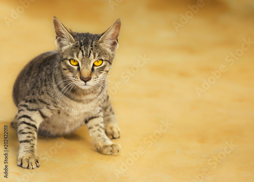 Indian Beautiful Domestic Cat Sitting