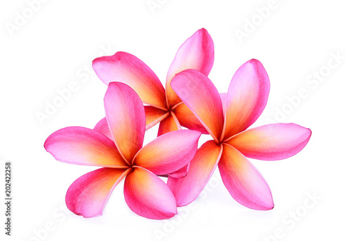 pink frangipani tropical flower  plumeria  Lanthom  Leelawadee flower isolated white background