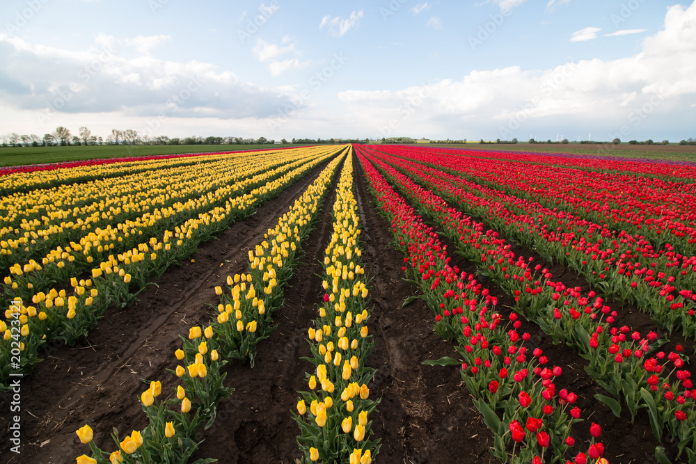 Gelbe und rote Tulpen auf einem Feld in Schwaneberg, Sachsen-Anhalt